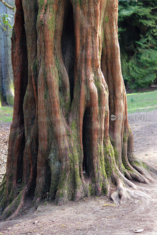 沼泽/光秃柏树树干/扶壁图像(Taxodium distichum)